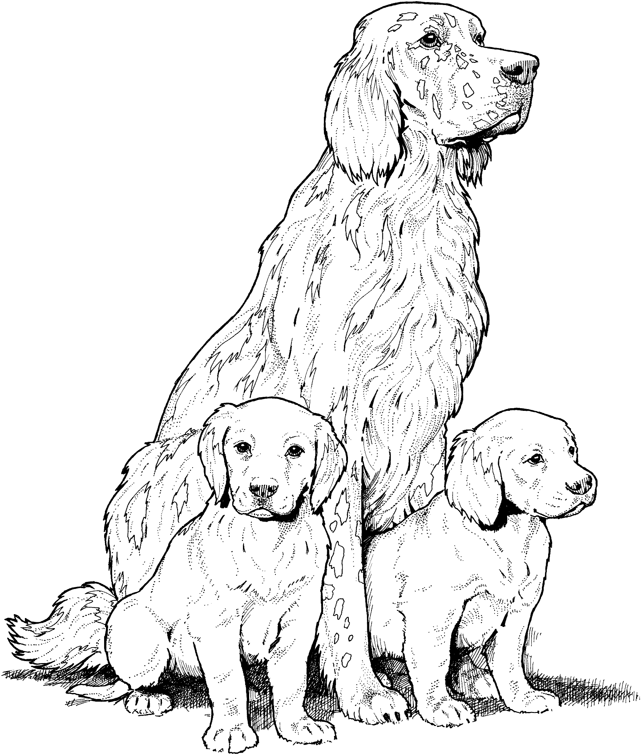 baby golden retriever coloring pages - photo #11